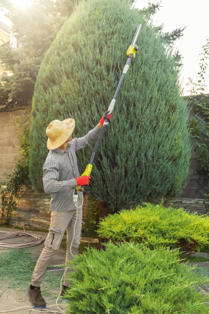 Best Tree Removal Services  in Two Rivers, WI